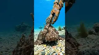 #oceanlife #aquaticlife #fishkeeping #fishcapture #naturelover #exoticfish #fishinglife #fishing