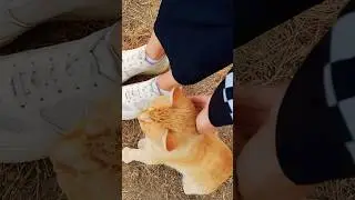 #cat #forest #view #recommended #vibes #follow #like #animals #kittty #atmosphere #nature #shorts