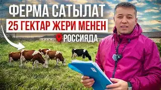 🇷🇺Россияда🇷🇺 ферма сатылат! 200 уй 🐄батат 25 гектар жери менен!