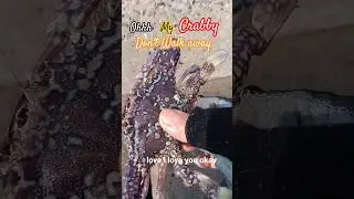 #crabby#viralvideo#fishing#mancing#travelvlog#adventure#lifestyle#lifevibes#mgvibes01