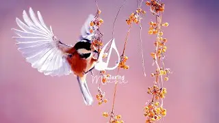 Ruhe Klavier Musik mit Meditation Musik, Schlafmusik | Entspannende Musik (Relax 365)