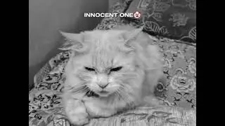 Pal pal #cat #shortvideo #animallife #petsrule #support @dojacat @AnimalHT2721 @animalshome467 