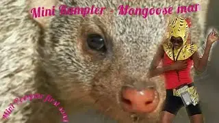 Mini Rampler - Mongoose man (first ever song)