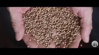 From Seed To Sip