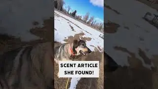 Trailing K9 Training 1/9/26