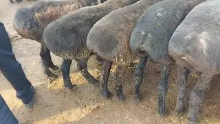 Qo‘qon qo‘y bozori.30-dekabr,2025-yil