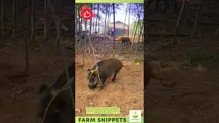 Smart Loop Trap: Pig Caught While Eating! 🐖🎯 #004 #shortsvideo