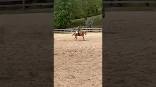This was so fun!! #capcut #horse #equestrian #horsegalloping#horseedit #getbellato1k #edit