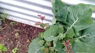 My little vegetable garden.