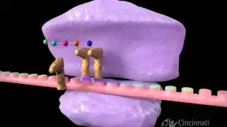 Inhibitors of protein synthesis