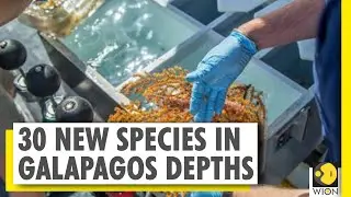Scientists discover 30 new species in Galapagos depths | Marine invertebrates | World News