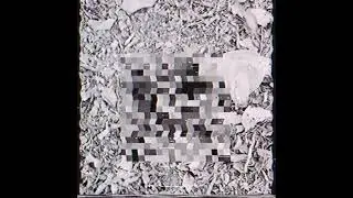 Wolf Bites