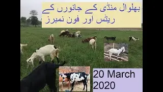 بھلوال منڈی کے کجلے اور انکی قیمت اور رابطہ نمبر