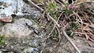 Lasius brunneus Queen mit Ner Menge Gl&uuml;ck