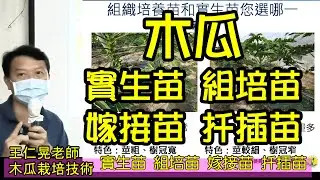 #木瓜實生苗 #組培苗 #嫁接苗 #扦插苗 #木瓜栽培技術  #王仁晃老師