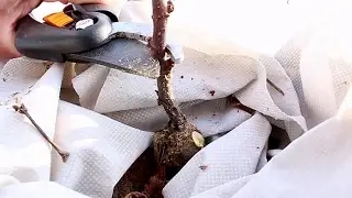 Cięcie rocznej winorośli