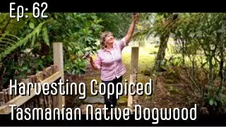Harvesting Coppiced Dogwood Trees