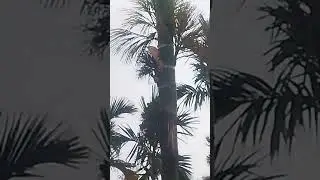 #karnatakaculture
