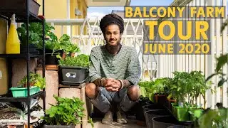A tour of my balcony farm - June 2020