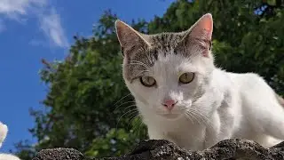 Kitten-Chaos auf dem Dach!So viel Niedlichkeit kann man kaum fassen.S&uuml;&szlig;e Babykatzen erobern das Dach