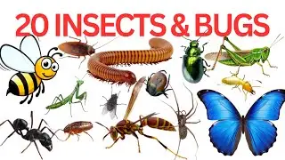 20 Insects & Bugs Name For Kids |  Learn Insects And Bugs Name With Fun |  
