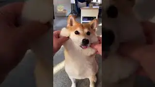 Shiba Inu cheek pinch 🤏 STRETCHIEST CHEEKS
