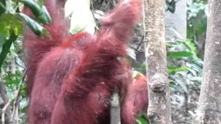 Oran utans in Malaysia filmed by Shaun