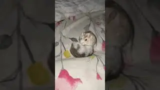 Не сегодня братан🤣 #hamster #pets #милота #cute #funnyhamster
