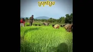 #farming #gardening #garden #field #natural