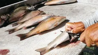 How To Fillet Mangrove Snapper Like A Pro