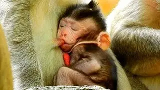 AFTER NEWBORN JODY ARRIVED ON MOM CHEST , JODY GET SWEET DREAM & FULL MILK FROM MOM COMFORT