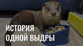 История одной выдры: почему нельзя заводить диких животных дома?