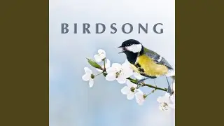 Chiff-Chaff