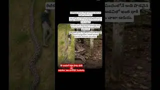 🌍 అడవిలో దిగ్గజ పాము సంచలనం#GiantPython #IndonesiaForest #NatureMystery #WildlifeDiscovery