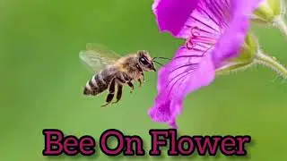 Bee On Flower - Close Up Shots......