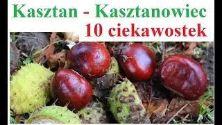 Ślimak Winniczek - 10 ciekawostek