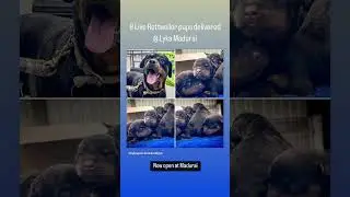 8 Live Rottweiler pups delivered at @ Madurai Lyka Multi Specialty Pet Hospital Dindigul