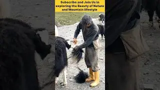 Yak hair cutting Salon 😱 mountain life in Sikkim #sikkim #travel #indianstate #visitsikkim #yak