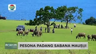 MENGISI WAKTU LUANG MENIKMATI KEINDAHAN PADANG SABANA MAUSUI || INDOSIAR KUPANG