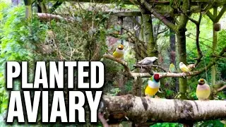20 Meter Bird Aviary Tour | Finches & Softbills Breeding Aviary | Bird Sounds & Setup