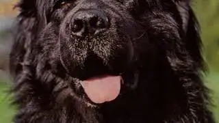 CANE TERRANOVA