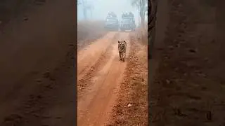 Panna tiger reserves best zone #tiger #trending #animals #shorts #shortsfeed