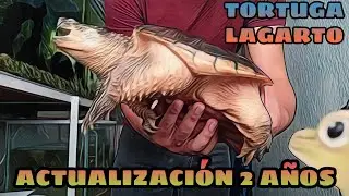 Crecimiento de Tortuga Lagarto (Actualización 2 Años)