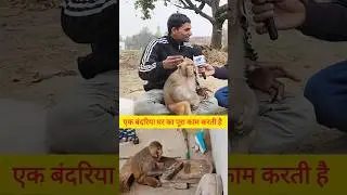 A monkey does all the household work #monkey #bihar