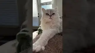 When cats speak volumes with just a glance #cat #grumpycat #evilcat
