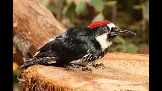 Woody the Acorn Woodpecker