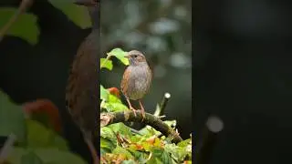 The beautiful bird is jumping on the tree branch #shorts #birds #birdwatching #nature #beautiful