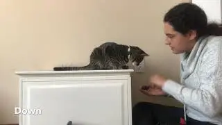 Space Cat Academy&lsquo;s Elliot - Novice Trick Cat
