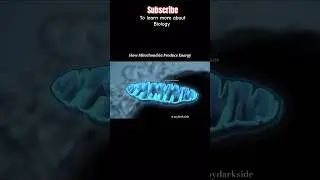 How Mitochondria Produce Energy 🤯#short#biology