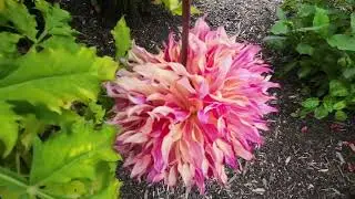 DAHLIA MYRTLES FOLLY IN PARK VORDENSTEIN TE SCHOTEN 2022